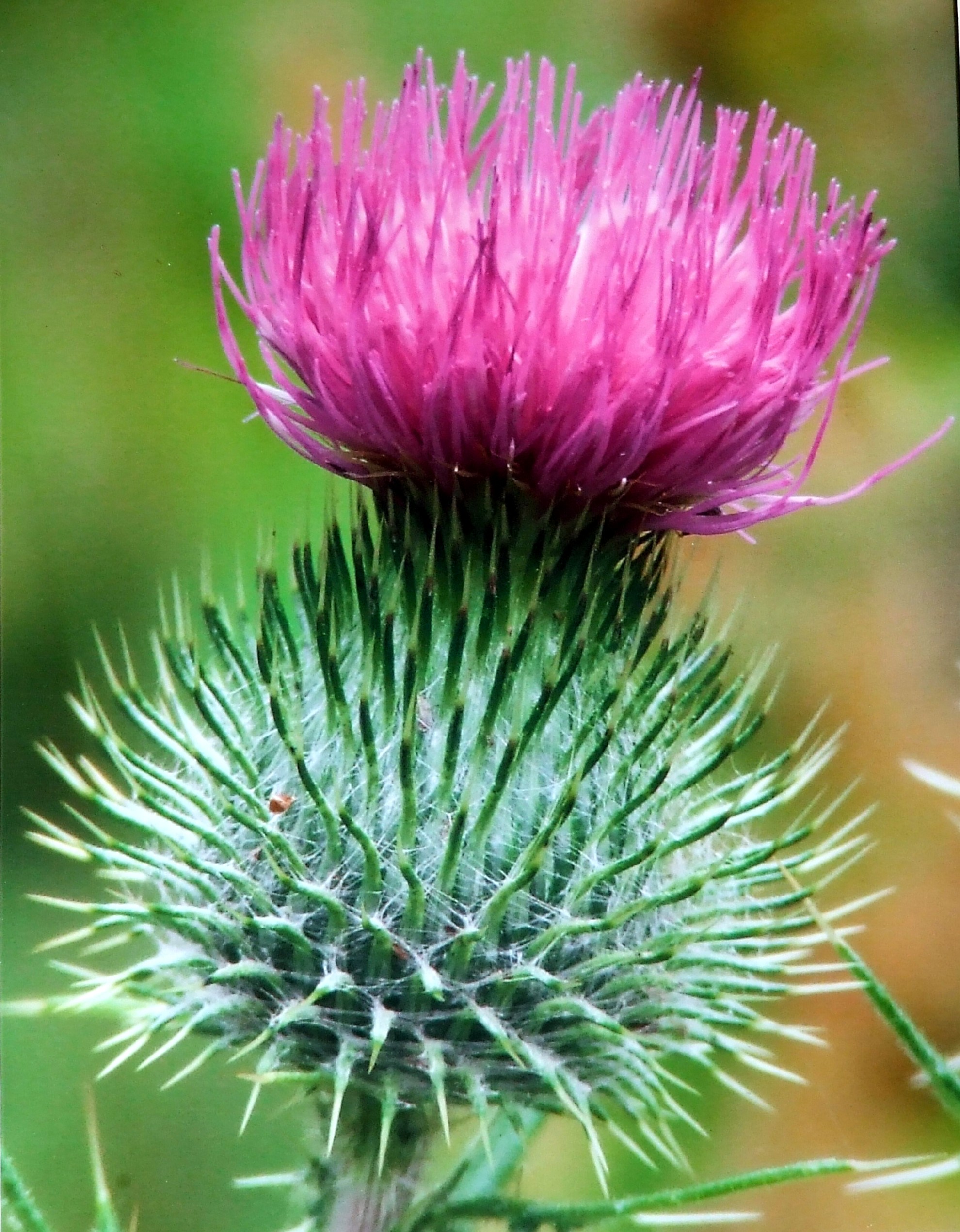 THISTLE HEAD Bill Bagley Photography